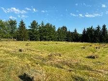 HAY Small square bales $4