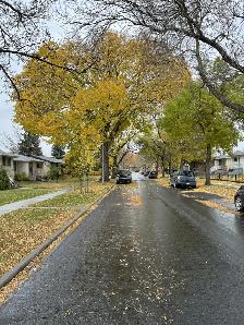 LIVE HERE! Spacious, light filled 2 bed 1 bath upper 1/2 house - Photo 10