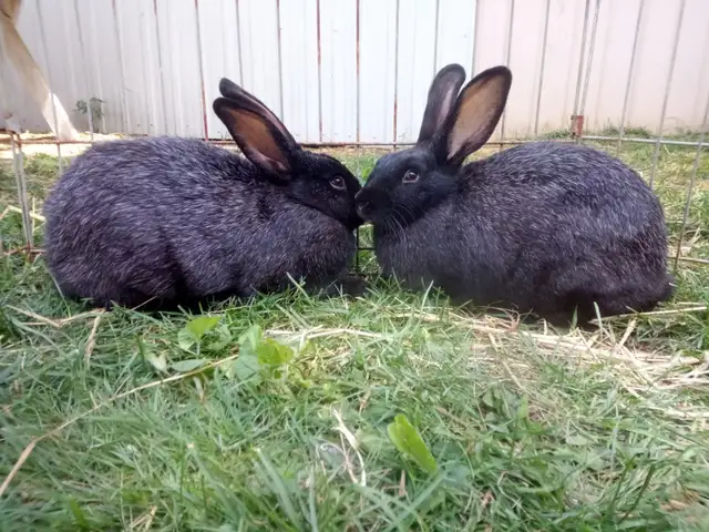 Purebred Silver fox Rabbits