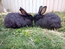Purebred Silver fox Rabbits