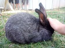 Purebred Silver fox Rabbits - Photo 2