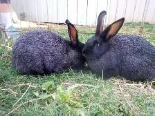 Purebred Silver fox Rabbits - Photo 3