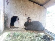 Purebred Silver fox Rabbits - Photo 4