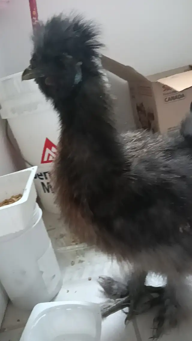 silkie rooster for sale
