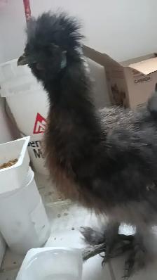 silkie rooster for sale