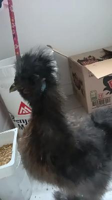 silkie rooster for sale - Photo 2