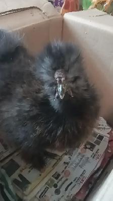 silkie rooster for sale - Photo 3