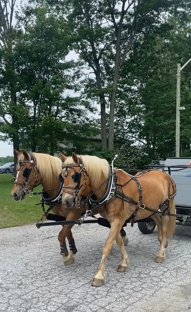 Cheval halfinger a vendre