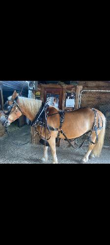 Cheval halfinger a vendre - Photo 2