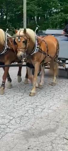 Cheval halfinger a vendre - Photo 4
