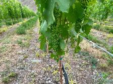 Vineyard Worker(10 positions)