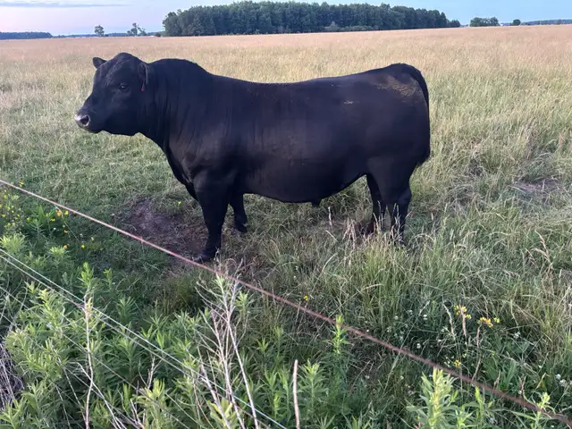 2yr Old Angus Bull