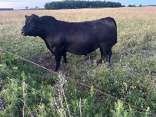 2yr Old Angus Bull