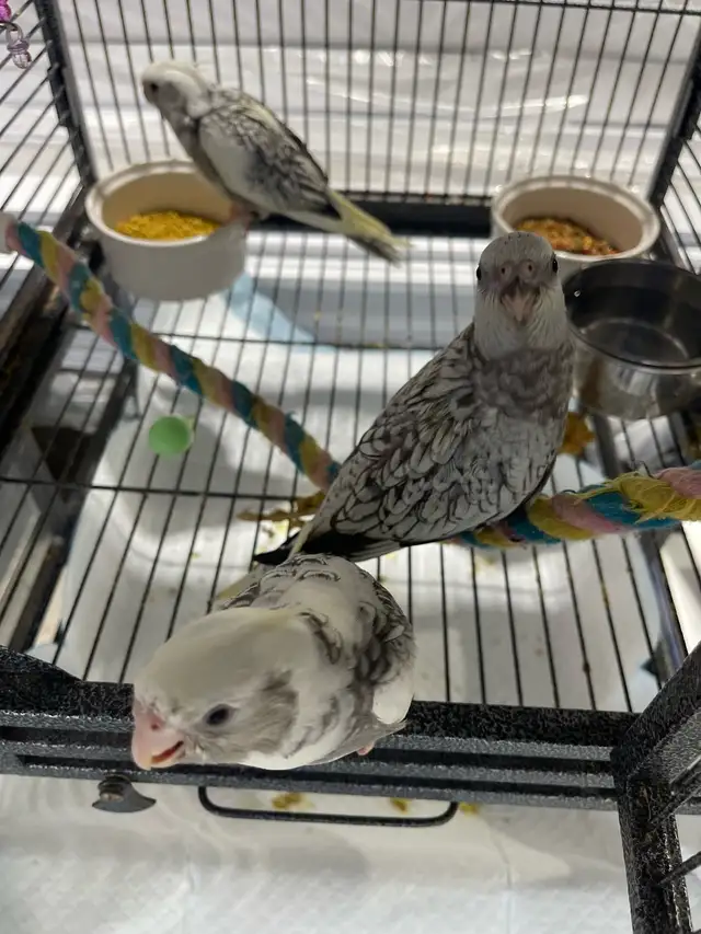 cockatiel babies.