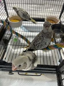 cockatiel babies.