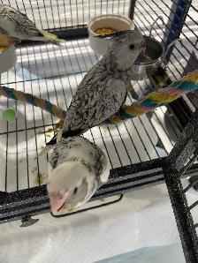 cockatiel babies. - Photo 2