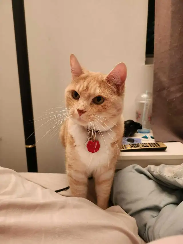 chat à donne