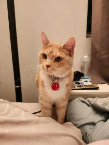 chat à donne