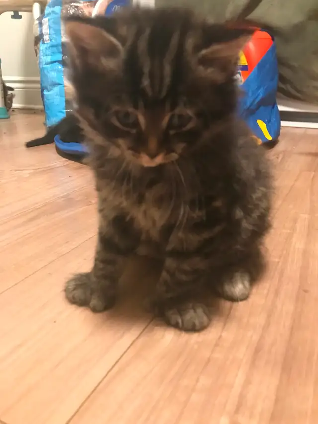 3 adorable loving kittens ready to adopt 100$ each