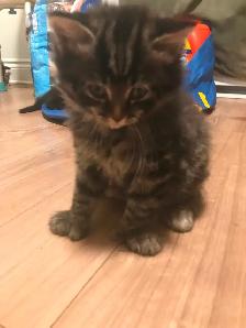 3 adorable loving kittens ready to adopt 100$ each