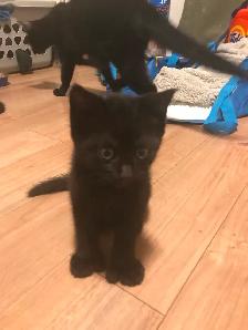 3 adorable loving kittens ready to adopt 100$ each - Photo 2