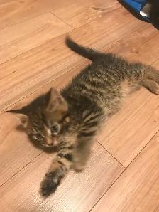 3 adorable loving kittens ready to adopt 100$ each - Photo 3