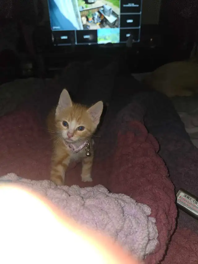 Cute kittens