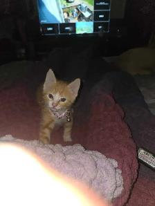 Cute kittens