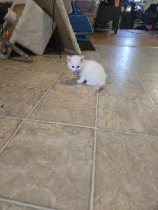 Cute kittens - Photo 2