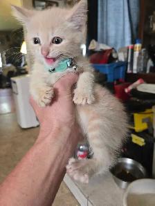 Cute kittens - Photo 3