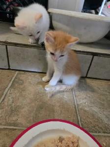 Cute kittens - Photo 4