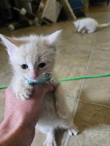 Cute kittens - Photo 5