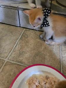 Cute kittens - Photo 6