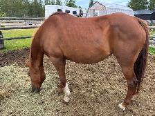 beautiful registered Arabian mare - Photo 6