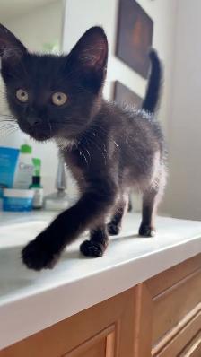 Kitten for rehoming