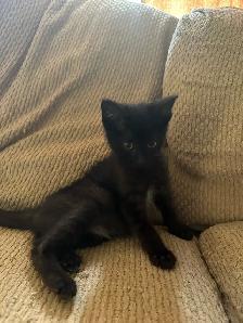 Kitten for rehoming - Photo 2