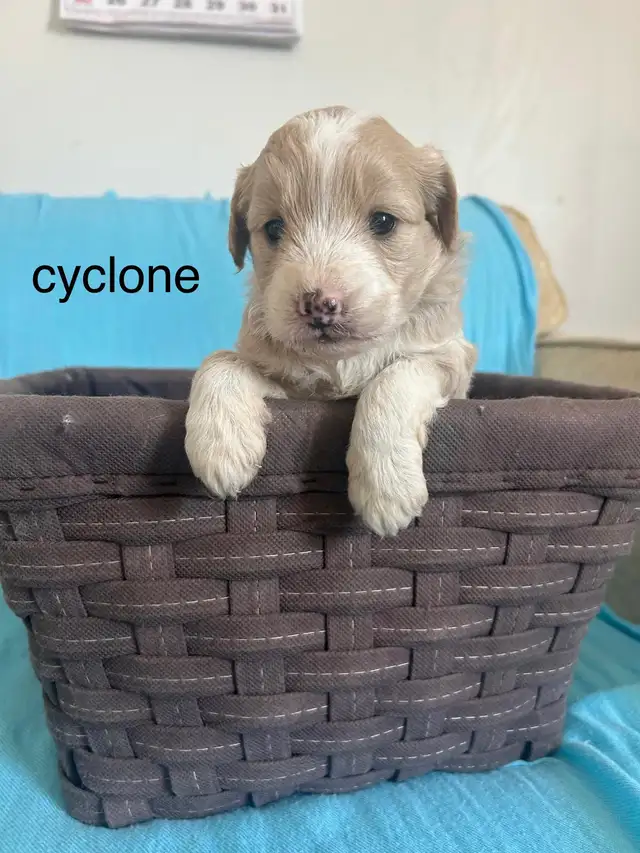 Mini Goldendoodle