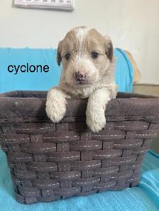 Mini Goldendoodle