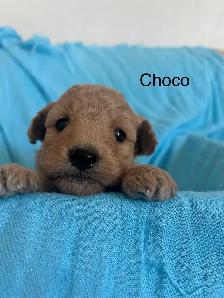 Mini Goldendoodle - Photo 2