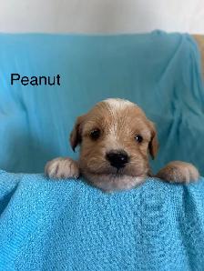 Mini Goldendoodle - Photo 3