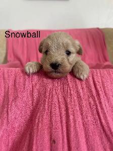 Mini Goldendoodle - Photo 4