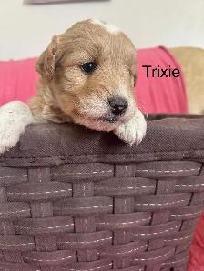 Mini Goldendoodle - Photo 5