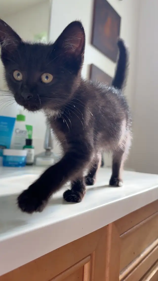 Kitten for rehoming