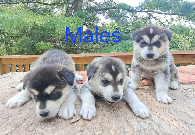 Siberian Husky Puppies