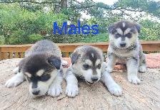 Siberian Husky Puppies