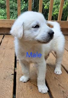Siberian Husky Puppies - Photo 2