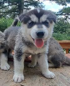 Siberian Husky Puppies - Photo 3