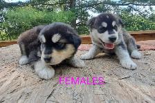 Siberian Husky Puppies - Photo 4