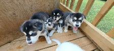 Siberian Husky Puppies - Photo 5