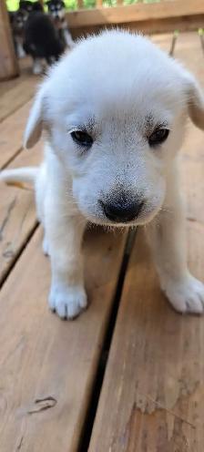 Siberian Husky Puppies - Photo 6